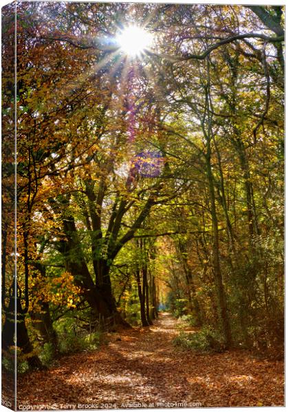 Sunburst through the Autumn Trees in Skewen Canvas Print by Terry Brooks