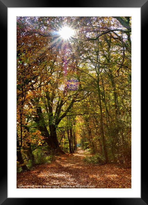 Sunburst through the Autumn Trees in Skewen Framed Mounted Print by Terry Brooks