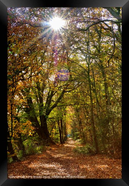 Sunburst through the Autumn Trees in Skewen Framed Print by Terry Brooks