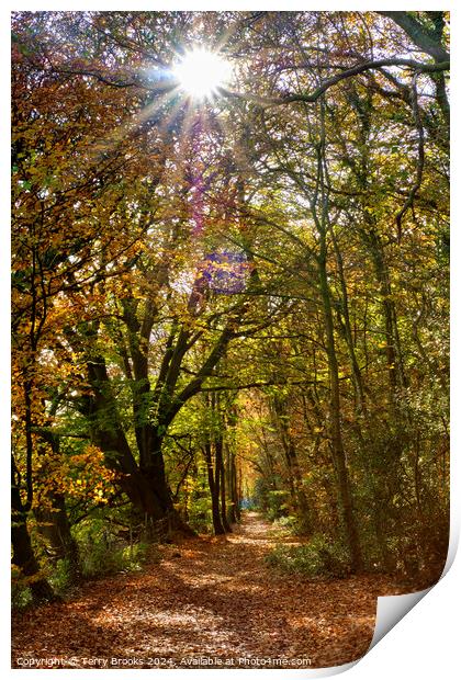 Sunburst through the Autumn Trees in Skewen Print by Terry Brooks