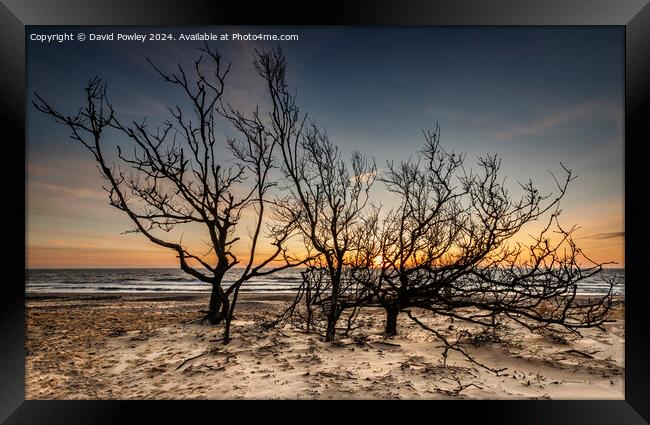Trees on the Beach at Sunrise Framed Print by David Powley
