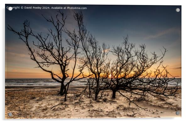 Trees on the Beach at Sunrise Acrylic by David Powley