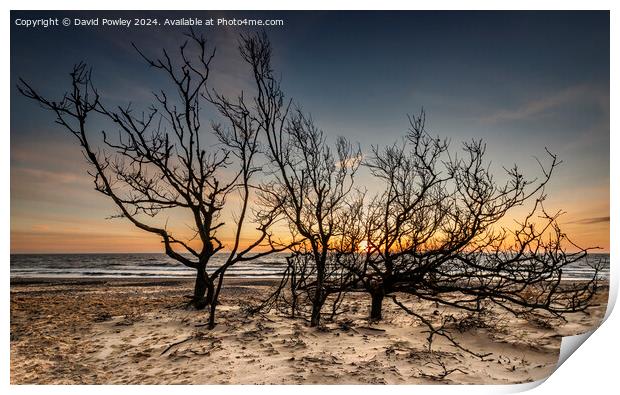 Trees on the Beach at Sunrise Print by David Powley