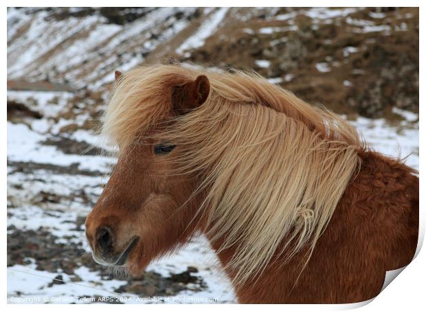 Icelandic pony, southern Iceland Print by Geraint Tellem ARPS