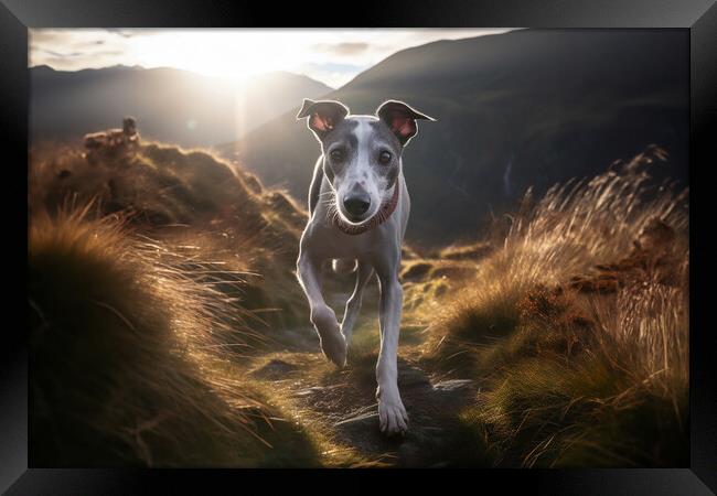 Lurcher Walkies Framed Print by Picture Wizard