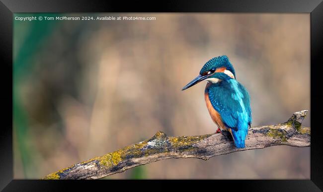 Kingfisher Framed Print by Tom McPherson