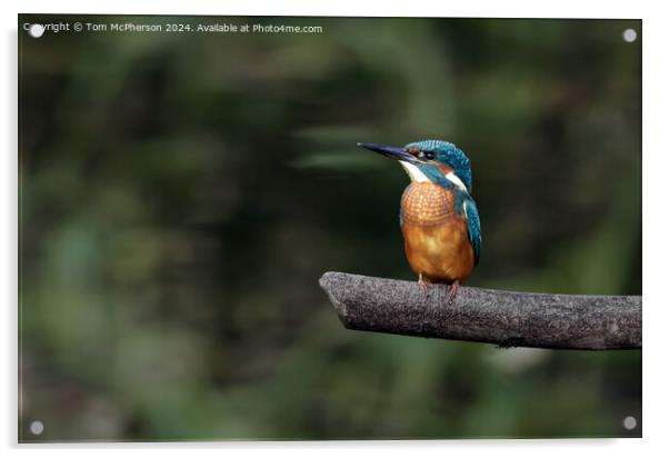 Kingfisher Acrylic by Tom McPherson