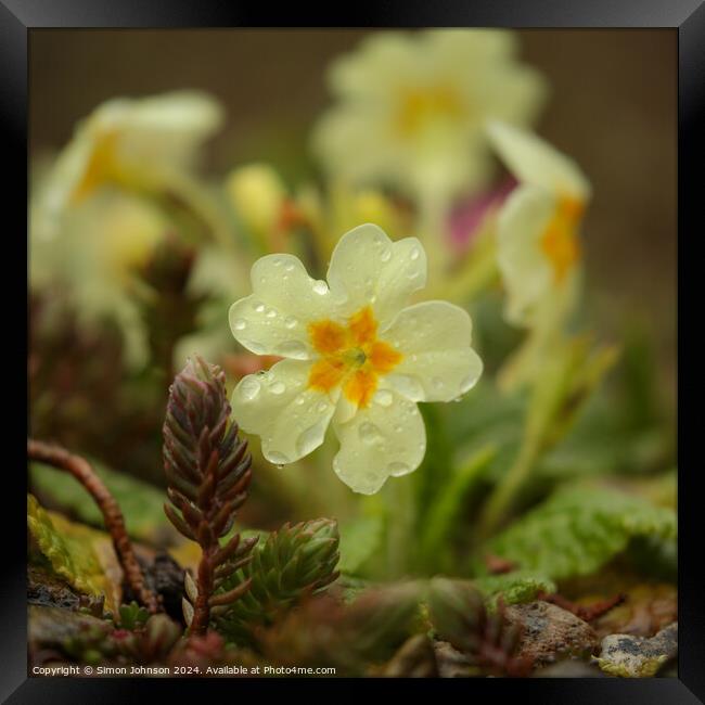Primrose  flower Framed Print by Simon Johnson