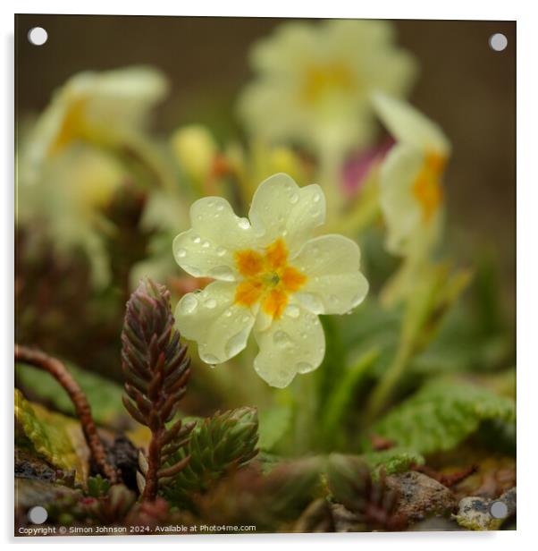 Primrose  flower Acrylic by Simon Johnson