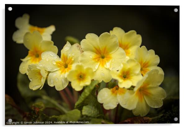 Primrose flowers  Acrylic by Simon Johnson
