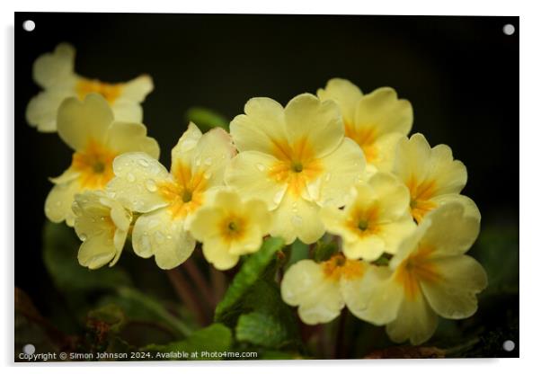 Primrose flowers  Acrylic by Simon Johnson