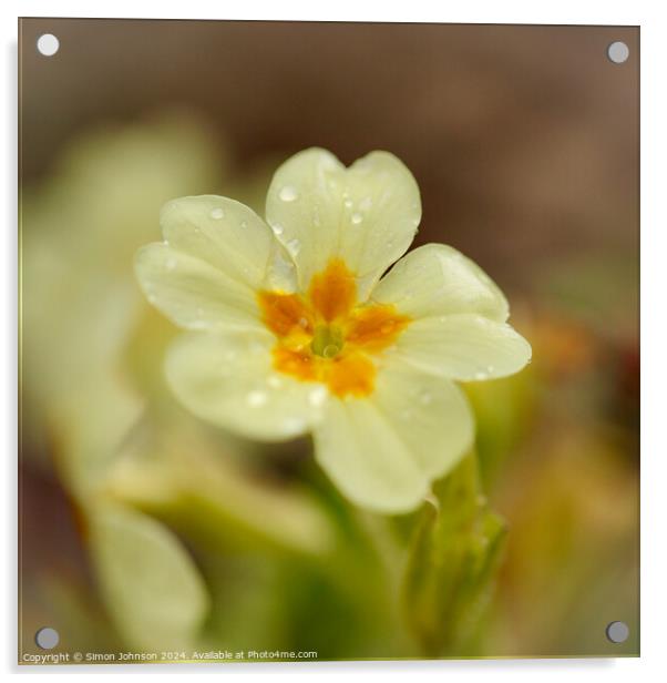 Primrose flower Acrylic by Simon Johnson