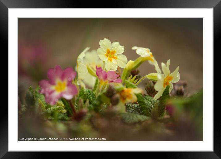 Primrose flowers  Framed Mounted Print by Simon Johnson