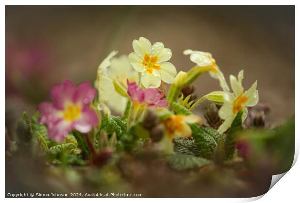 Primrose flowers  Print by Simon Johnson