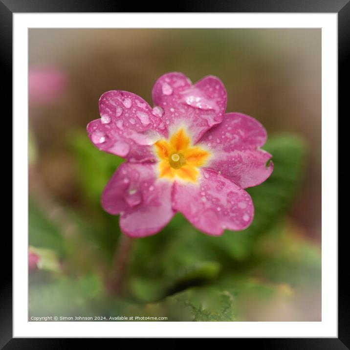 Tearful primrose  Framed Mounted Print by Simon Johnson