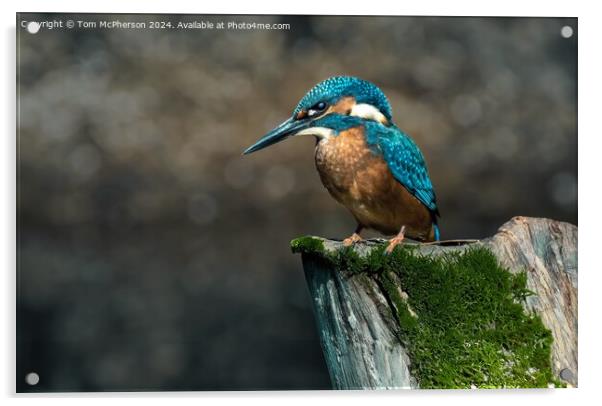 Kingfisher Acrylic by Tom McPherson