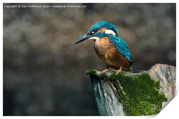 Kingfisher Print by Tom McPherson