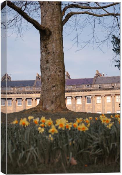 Daffodils at the Royal Crescent Bath Canvas Print by Duncan Savidge