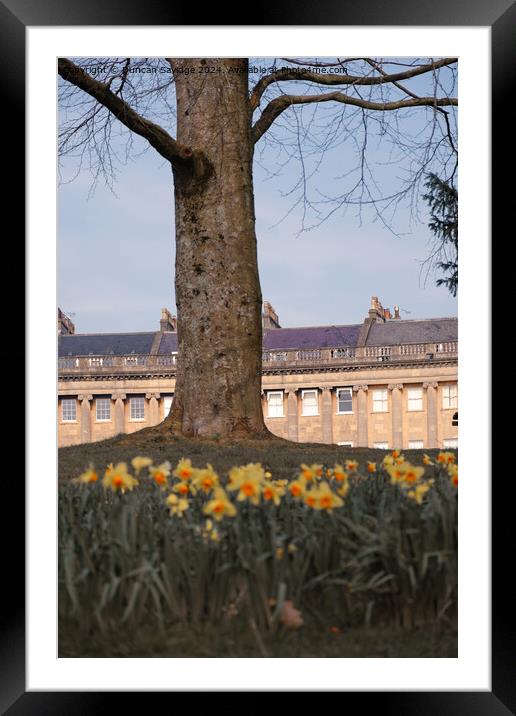 Daffodils at the Royal Crescent Bath Framed Mounted Print by Duncan Savidge