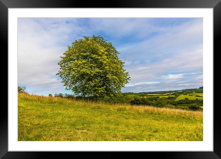 The lonely tree Framed Mounted Print by Kevin Hellon