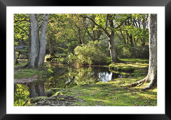 Forest Interlude Framed Mounted Print by Dawn Cox