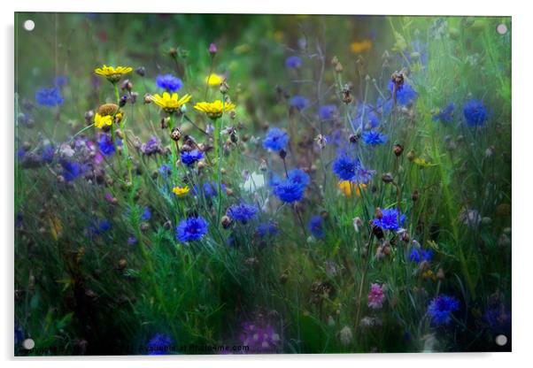 Cornflower Meadow Acrylic by Ann Garrett