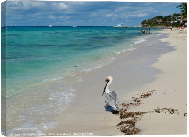Pelican On The Beach Canvas Print by Sheila Ramsey