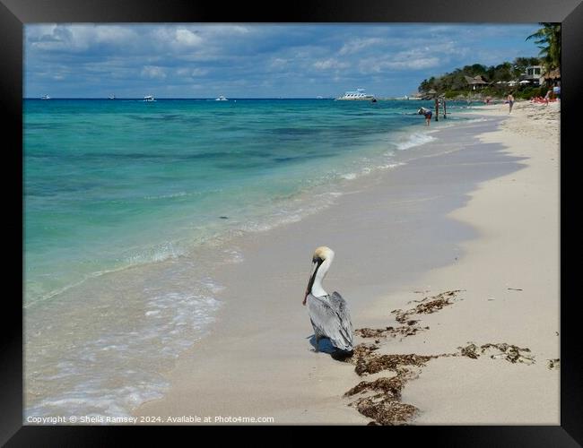 Pelican On The Beach Framed Print by Sheila Ramsey