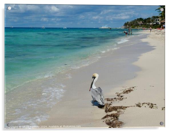 Pelican On The Beach Acrylic by Sheila Ramsey