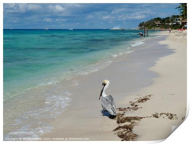 Pelican On The Beach Print by Sheila Ramsey