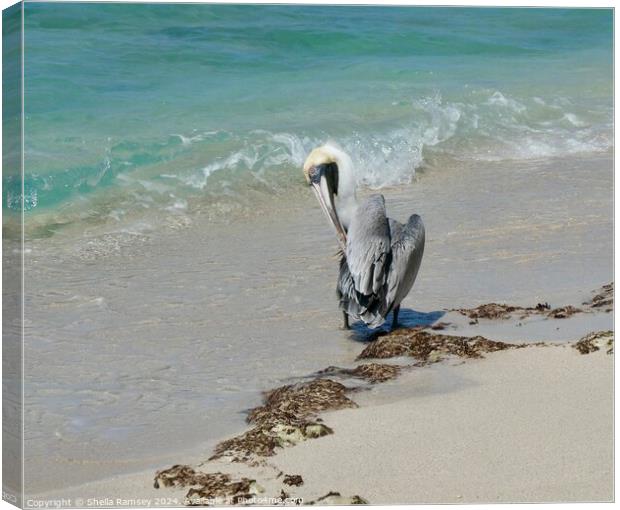 Pelican Resting  Canvas Print by Sheila Ramsey