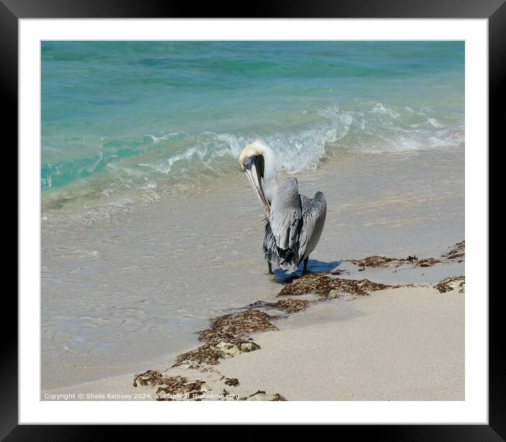 Pelican Resting  Framed Mounted Print by Sheila Ramsey