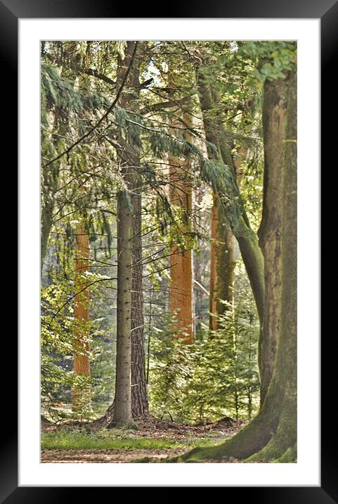 The Tallest Tree Framed Mounted Print by Dawn Cox