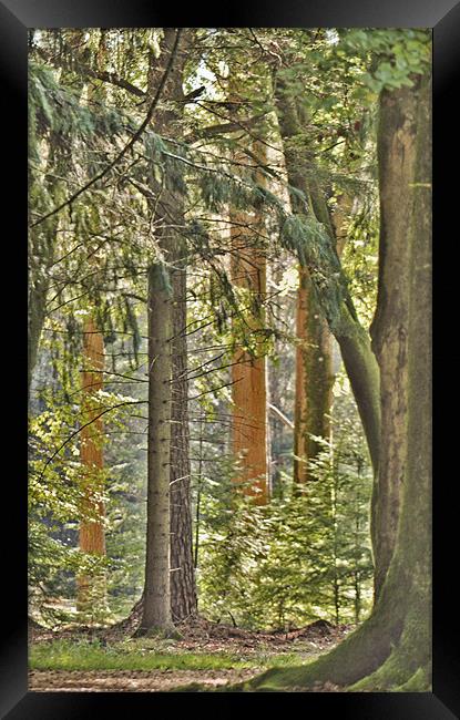 The Tallest Tree Framed Print by Dawn Cox