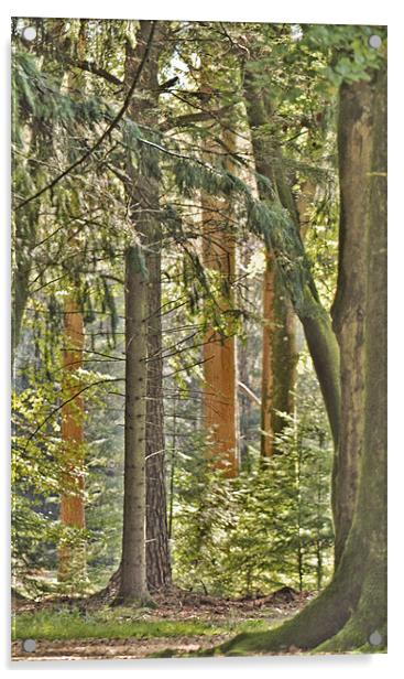 The Tallest Tree Acrylic by Dawn Cox