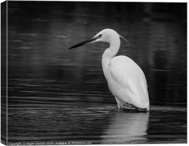 Little Egret Canvas Print by Roger Dutton