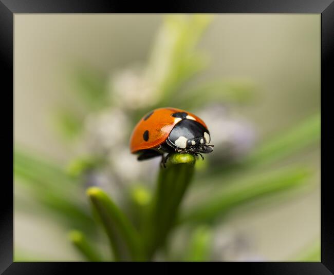 The Seven Spot Ladybird. Framed Print by Colin Allen