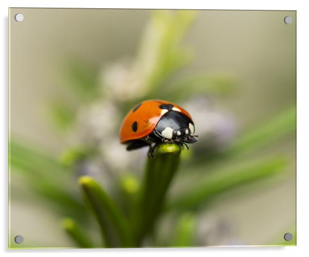 The Seven Spot Ladybird. Acrylic by Colin Allen