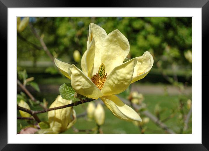 Magnolia Flower Framed Mounted Print by Alison Chambers