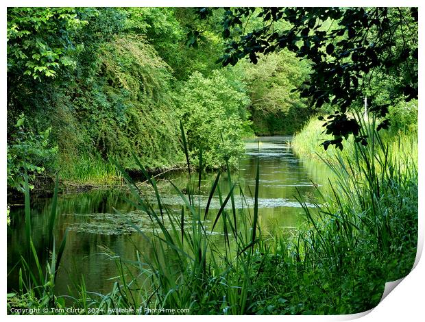 Barnsley Canal Print by Tom Curtis