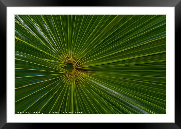 Thatch palm abstract Framed Mounted Print by Paul Edney