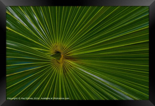 Thatch palm abstract Framed Print by Paul Edney