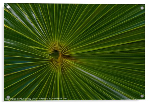 Thatch palm abstract Acrylic by Paul Edney