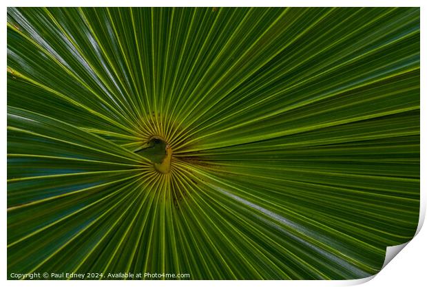 Thatch palm abstract Print by Paul Edney
