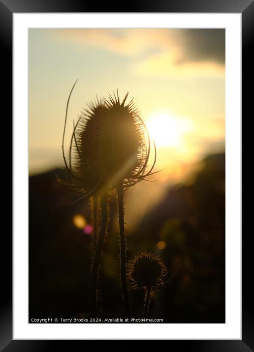 Teasel Silhouette in the Sun Framed Mounted Print by Terry Brooks