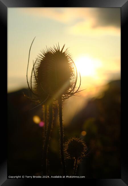 Teasel Silhouette in the Sun Framed Print by Terry Brooks