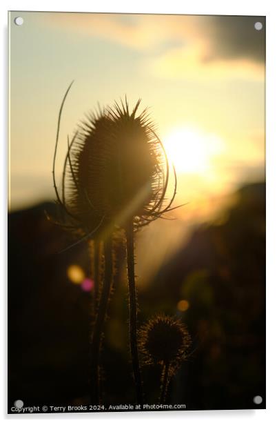 Teasel Silhouette in the Sun Acrylic by Terry Brooks