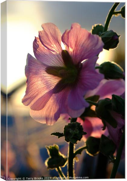 Pink Flower Silhoutte in the Sun Canvas Print by Terry Brooks