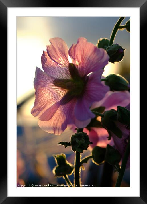 Pink Flower Silhoutte in the Sun Framed Mounted Print by Terry Brooks