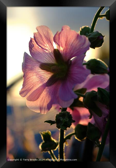 Pink Flower Silhoutte in the Sun Framed Print by Terry Brooks